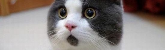 債務整理すると借金が連帯保証人に行く画像